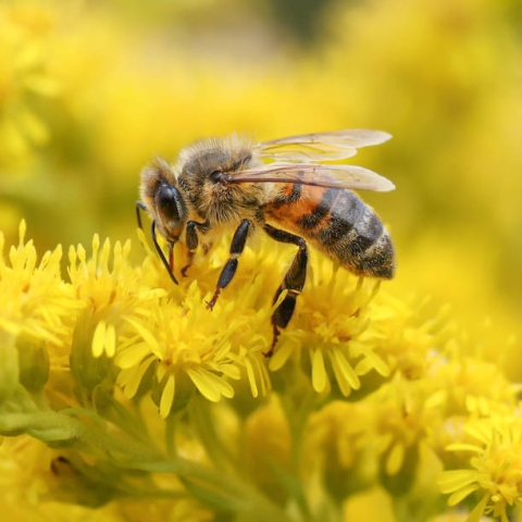 Bee sitting on a yellow flower