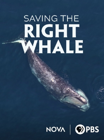 Vertical, "Birds Eye" view of a Right Whale in a dark blue ocean with superimposed title text in white