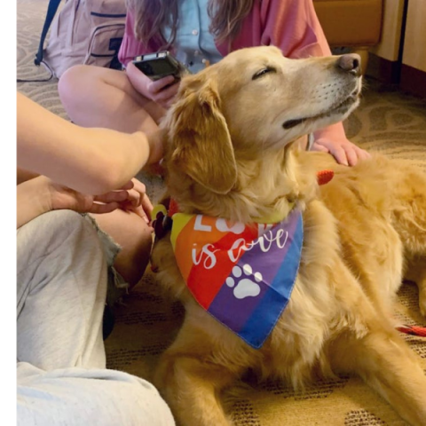 happy therapy dog receiving pats from various people