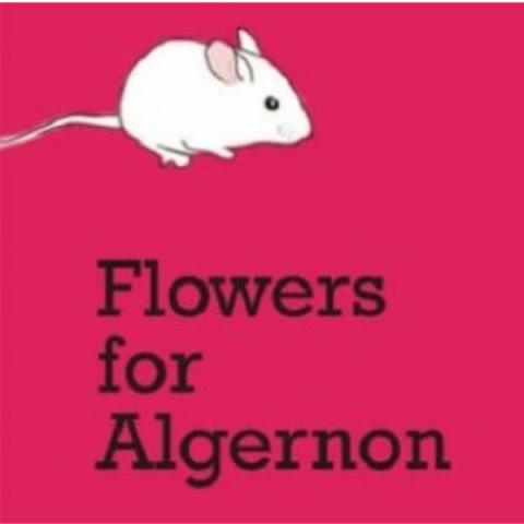 The cover of the book "Flowers for Algernon" which depicts a white mouse on a bright pinck background.