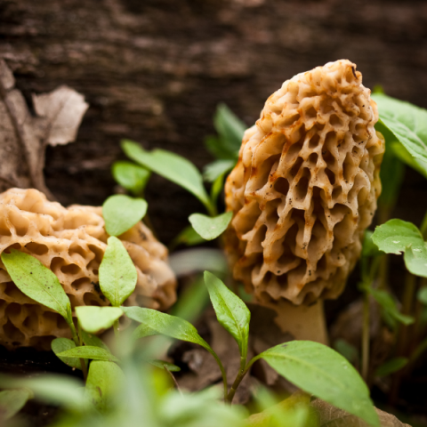 Morel Mushroom