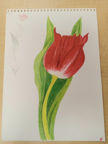 Colored pencil drawing of red tulip