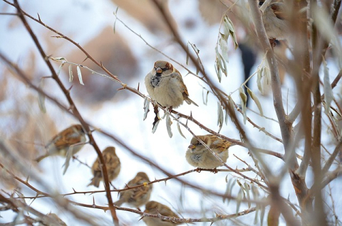 Bird watching in winter