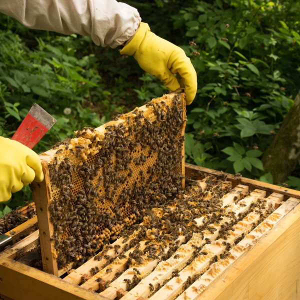 beekeeper and bees in a bee box
